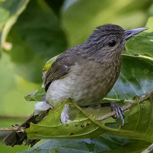 Bulbul de Mindoro