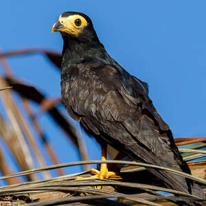 Caracara noir