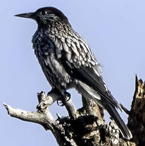 Cassenoix à grandes taches