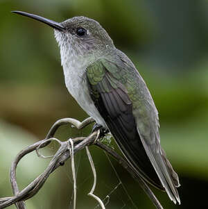 Colibri à queue verte