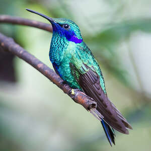 Colibri d'Anaïs
