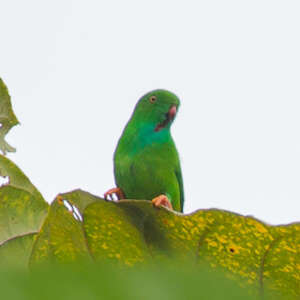 Coryllis vert
