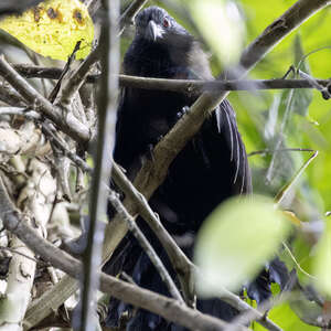 Coucal de Steer