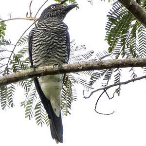 Échenilleur de Mindanao