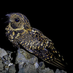 Engoulevent à queue d'aronde