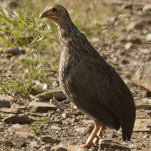 Francolin d'Ahanta
