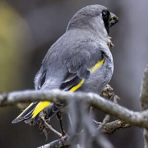 Grand-verdier de Somalie