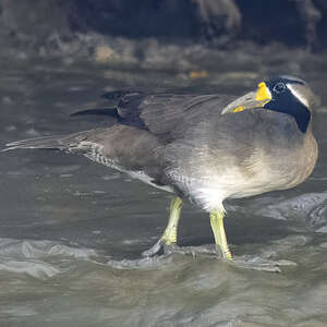 Grébifoulque d'Asie