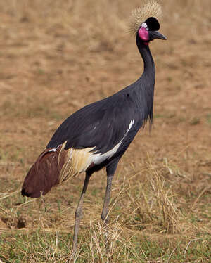 Grue couronnée