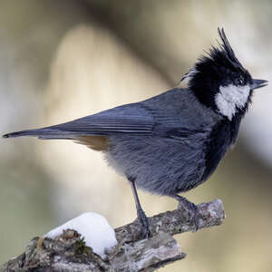 Mésange à nuque rousse