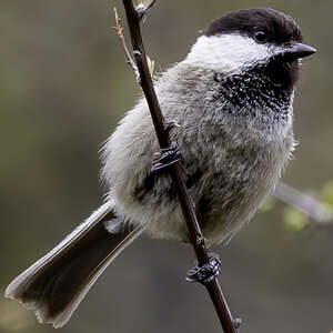 Mésange de Weigold