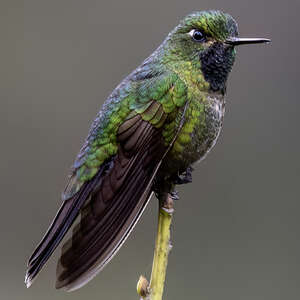 Métallure à queue d'airain