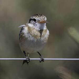 Moucherolle à queue large