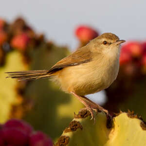 Prinia modeste