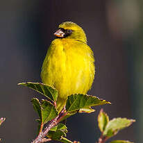 Serin d'Abyssinie