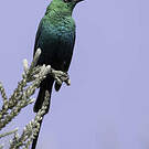 Souimanga malachite
