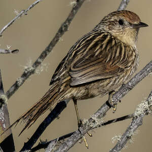 Synallaxe à queue marbrée