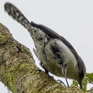 Troglodyte de Branicki