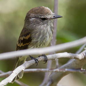 Tyranneau du Maranon