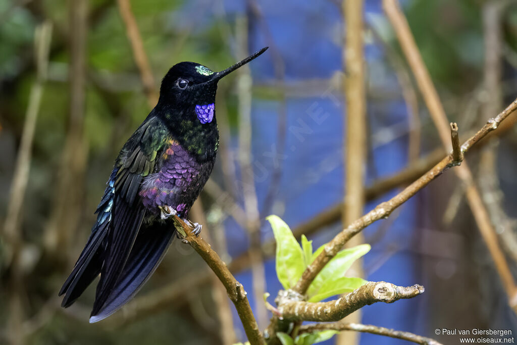 Blue-throated Starfrontlet male adult