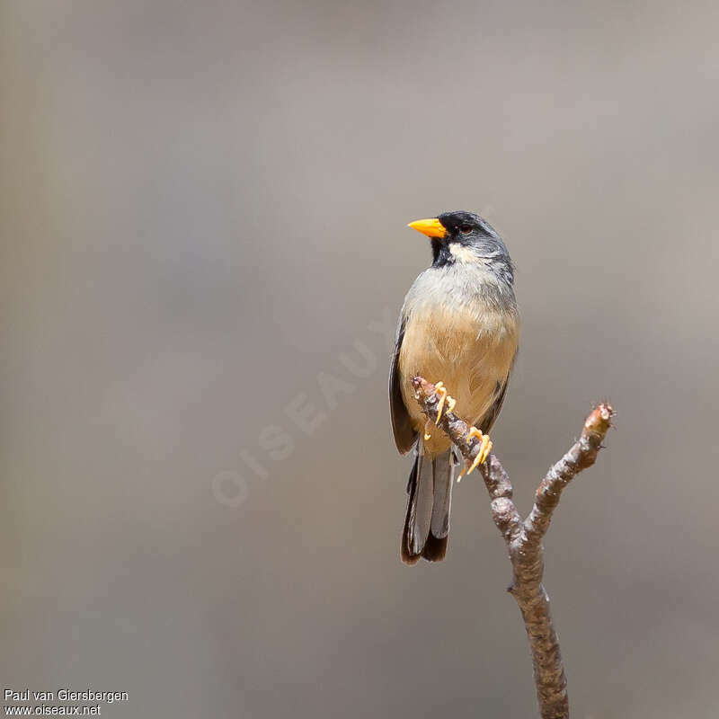 Buff-bridled Inca Finch