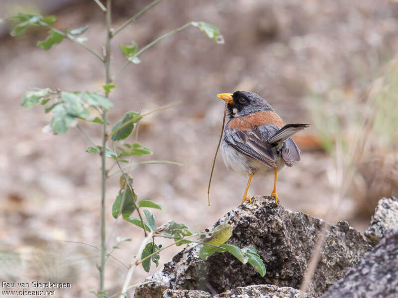 Buff-bridled Inca Finch