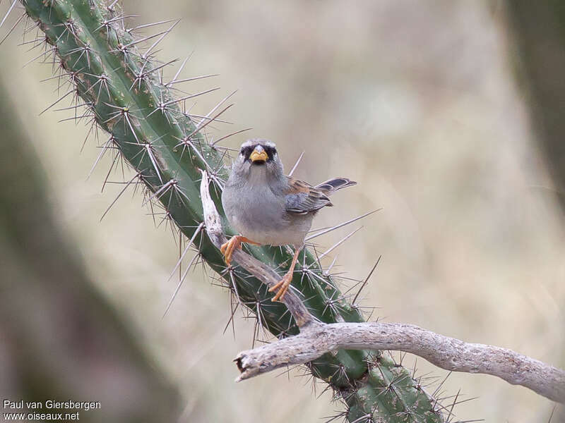 Little Inca Finch