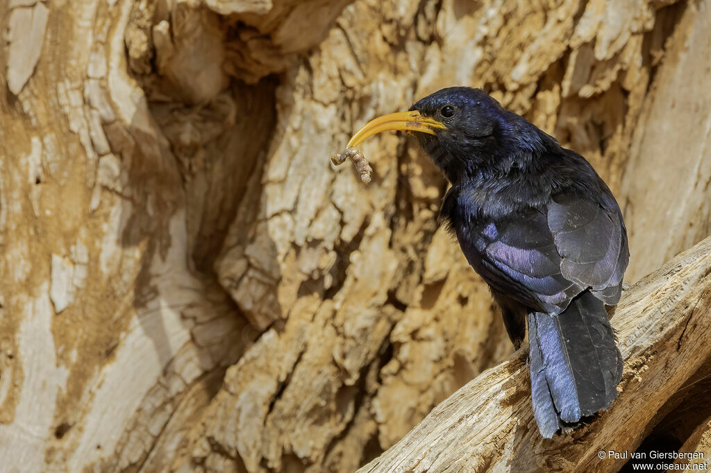 Irrisor à cimeterreadulte