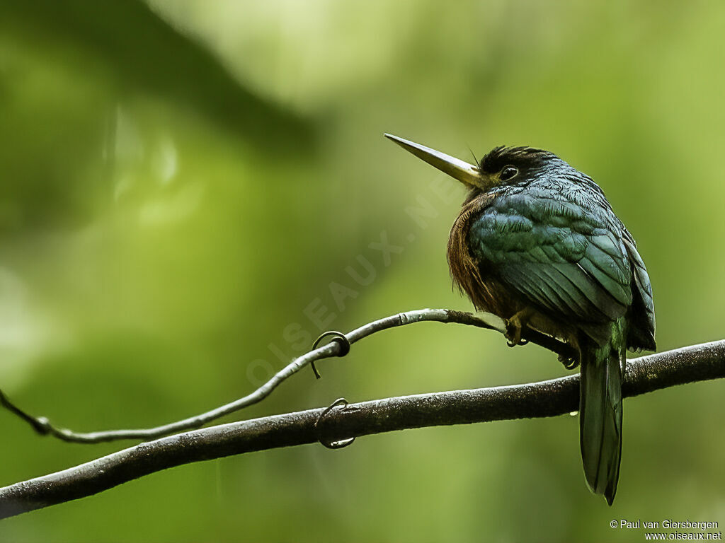 Jacamar à bec jauneadulte
