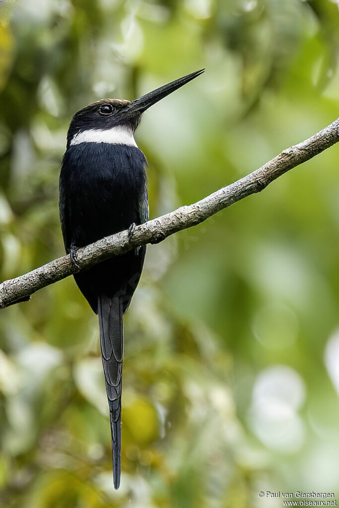 Jacamar à longue queueadulte