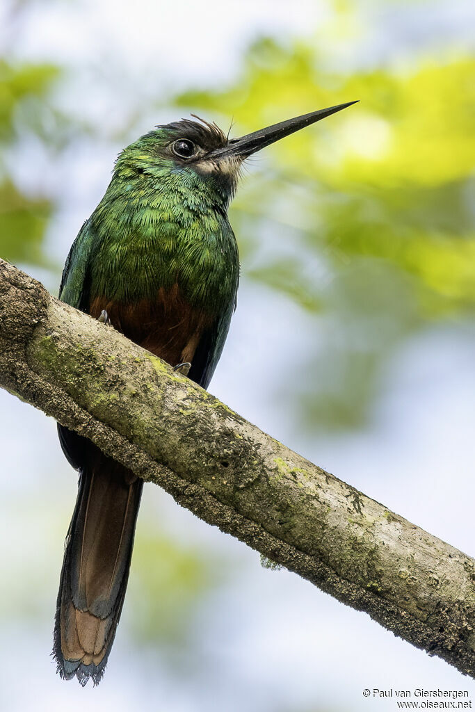 White-chinned Jacamaradult