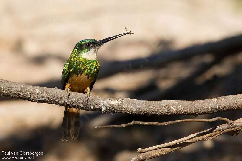 Jacamar à queue rousseadulte, régime