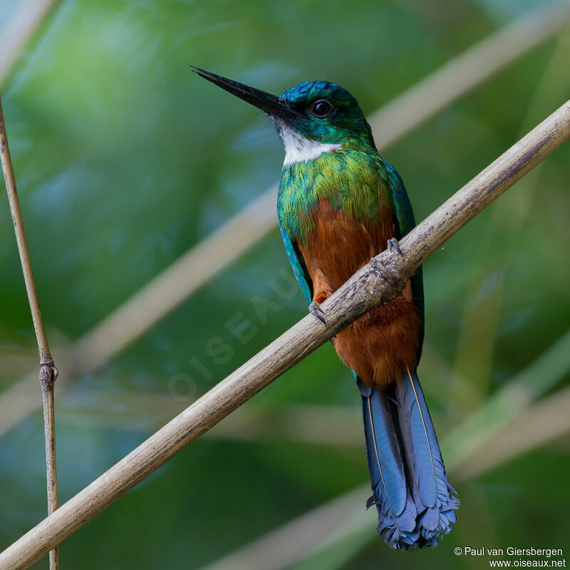 Jacamar vert