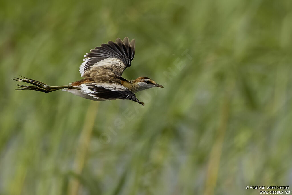Jacana nainadulte