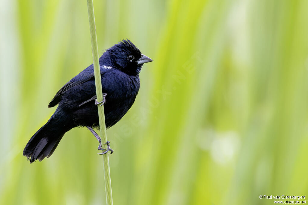 Jacarini noir mâle adulte