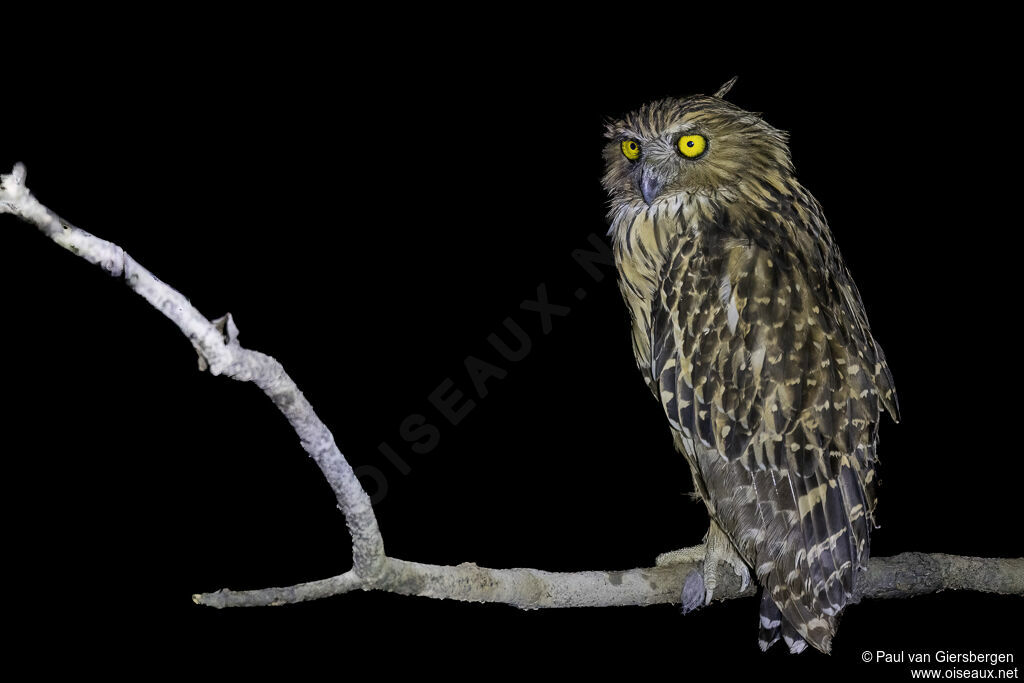 Kétoupa malaisadulte