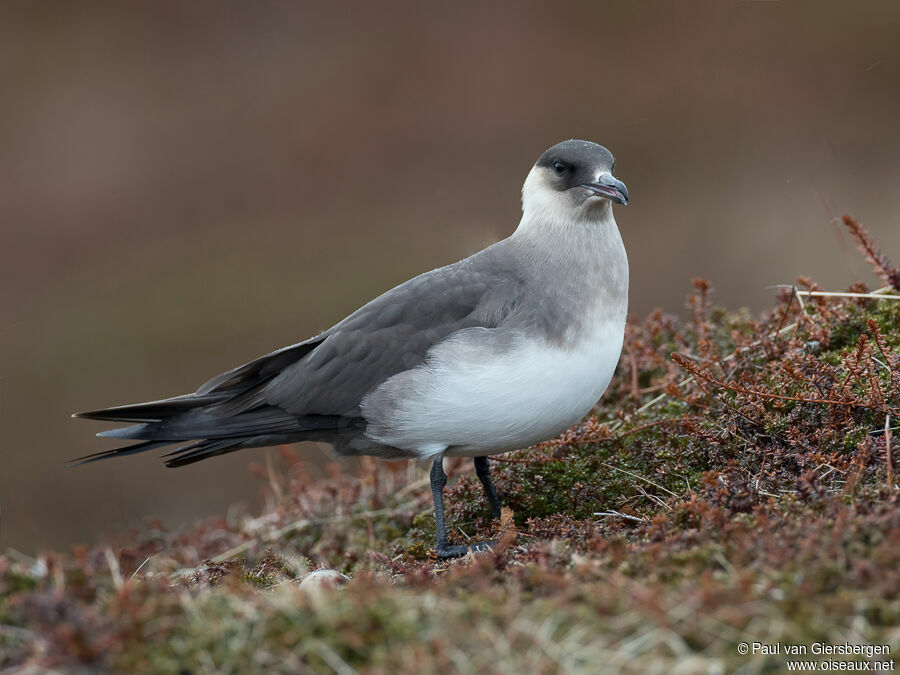Parasitic Jaegeradult