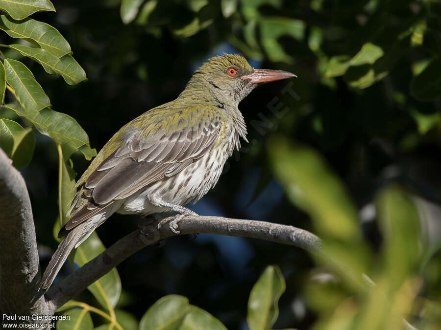 Loriot sagittaladulte, identification