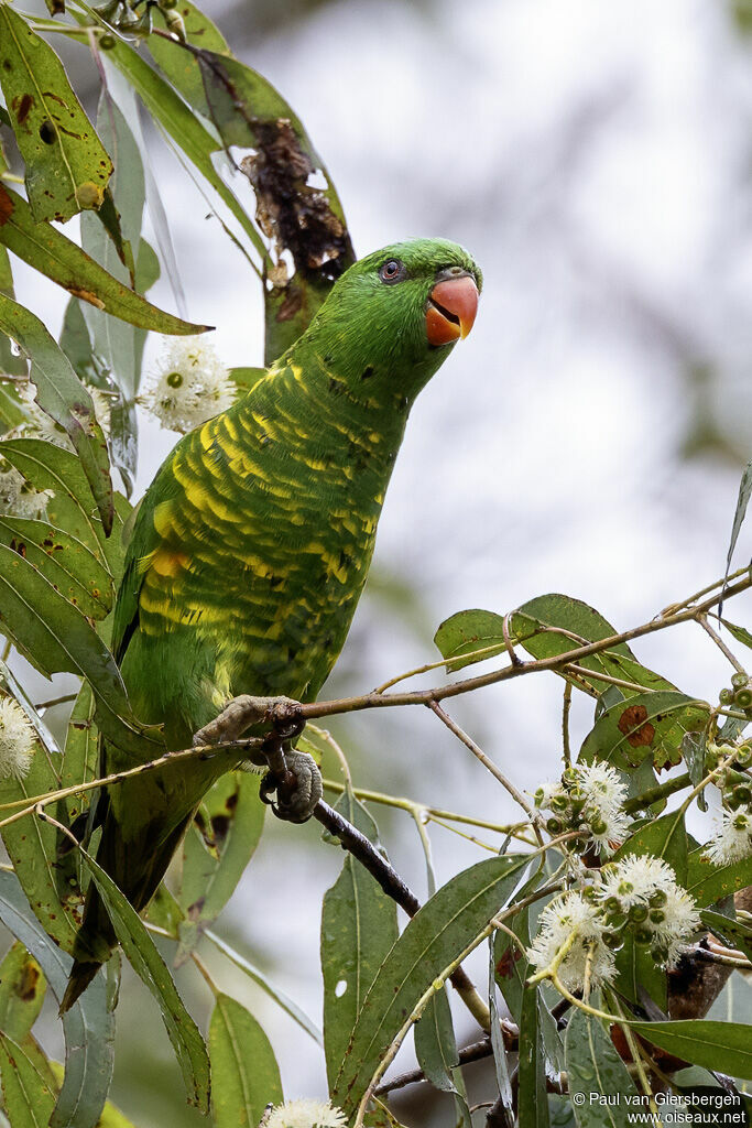 Scaly-breasted Lorikeetadult