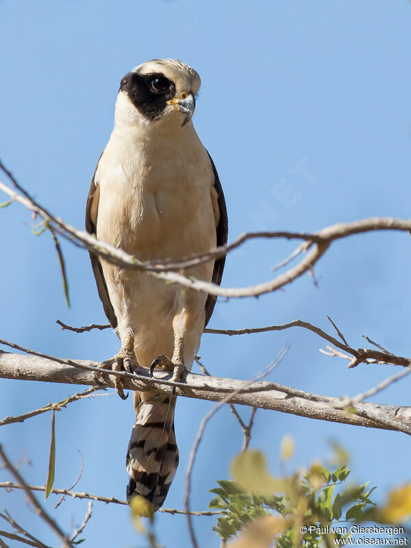 Laughing Falconadult