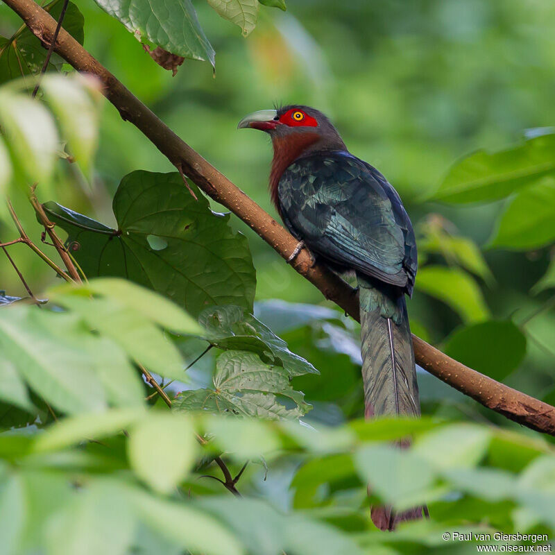 Chestnut-breasted Malkohaadult