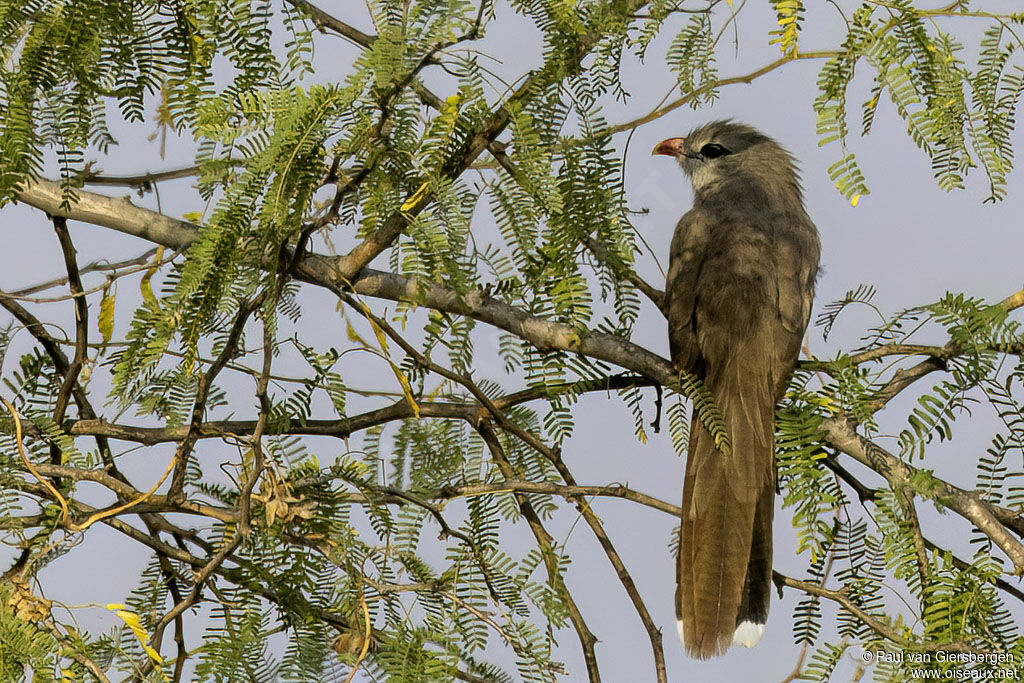 Sirkeer Malkoha