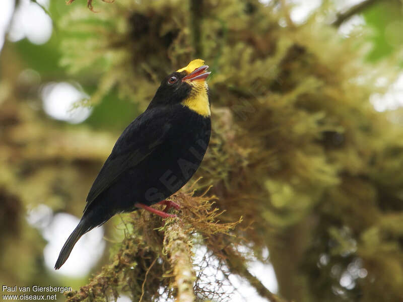 Golden-winged Manakin