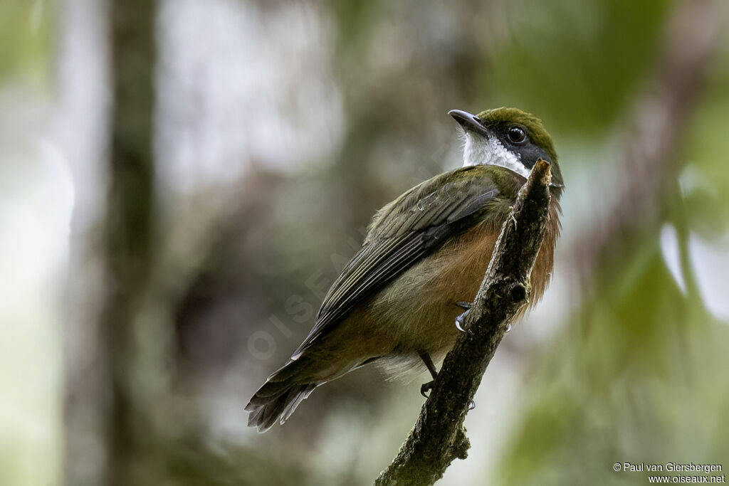 Manakin à bandeau jaune mâle adulte