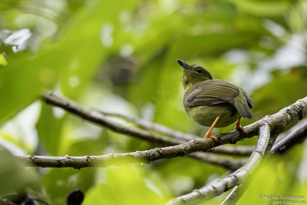 Manakin à col d'or femelle adulte