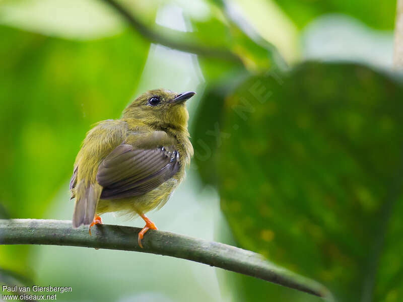 Manakin à col orange femelle