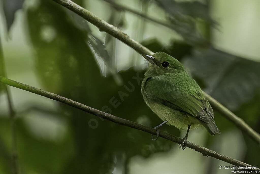 Manakin à tête bleue femelle adulte