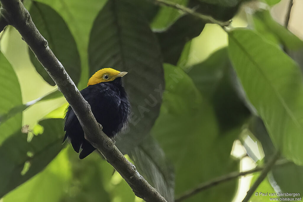 Manakin à tête d'or mâle adulte