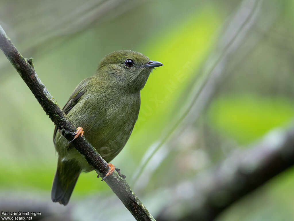 White-bearded Manakin female adult
