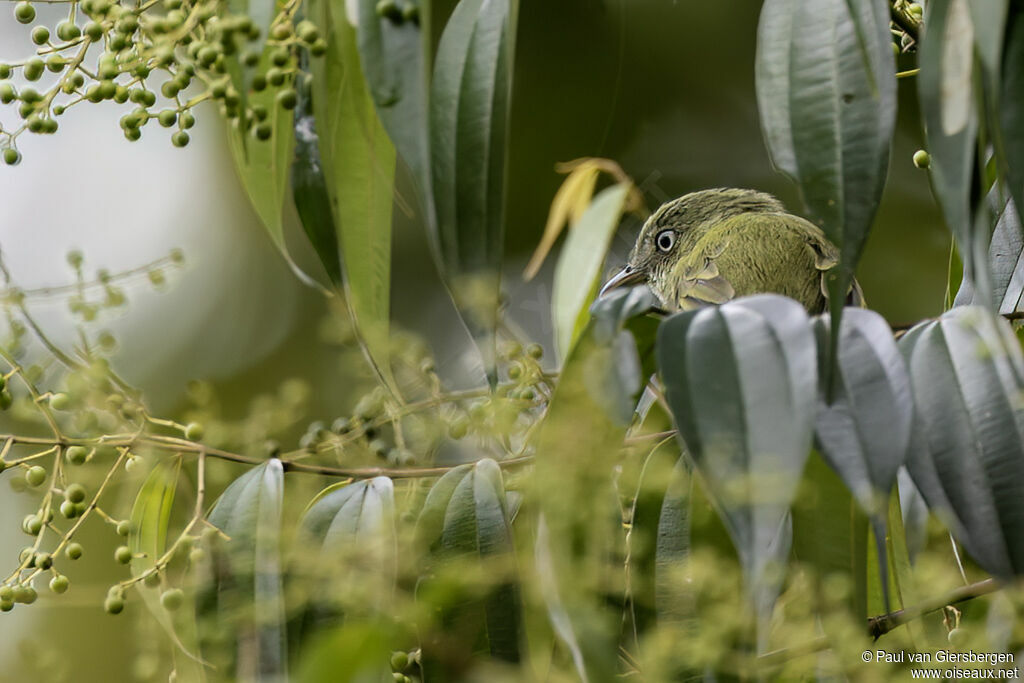 Manakin nainadulte